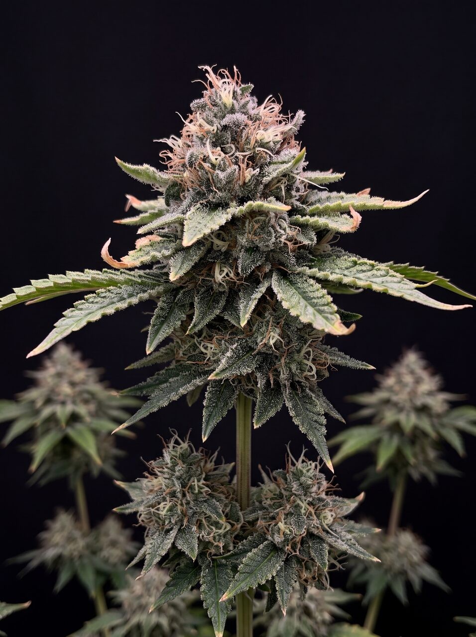 Dynasty Autoflower Seeds