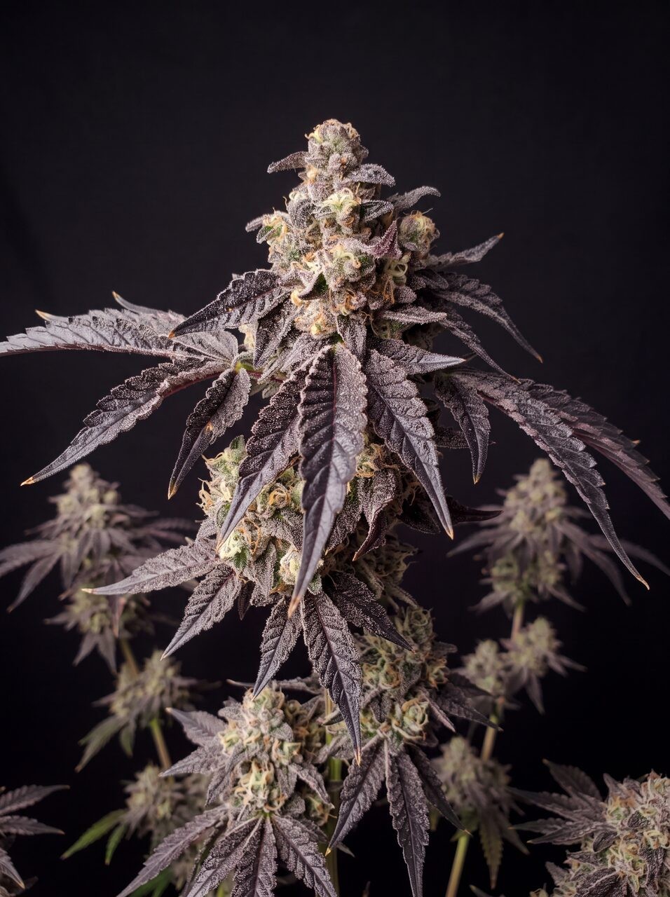 Forbidden Runtz Autoflower Seeds