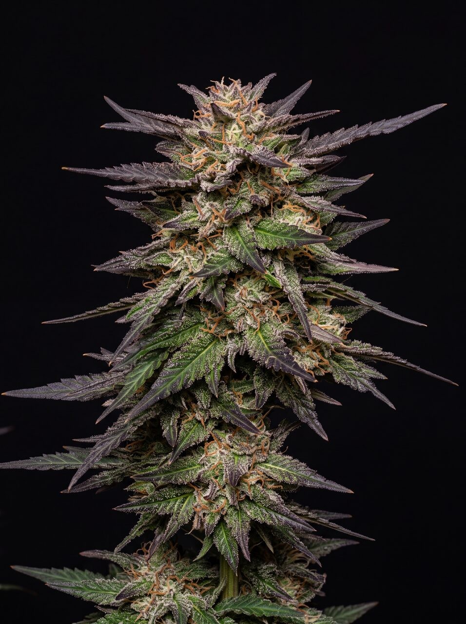 Fruity Pebbles Seeds