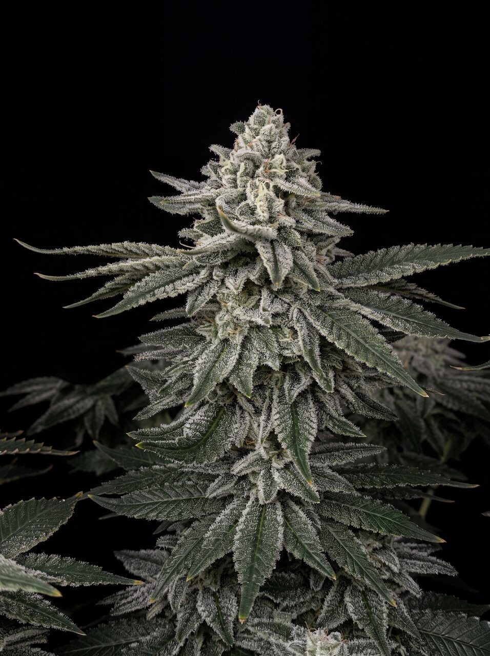 GG4 Seeds