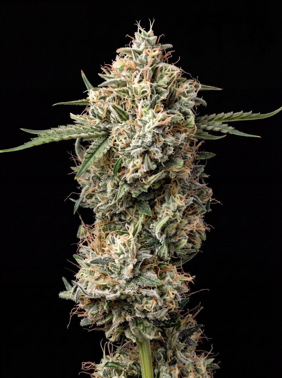 Garlic Breath Seeds