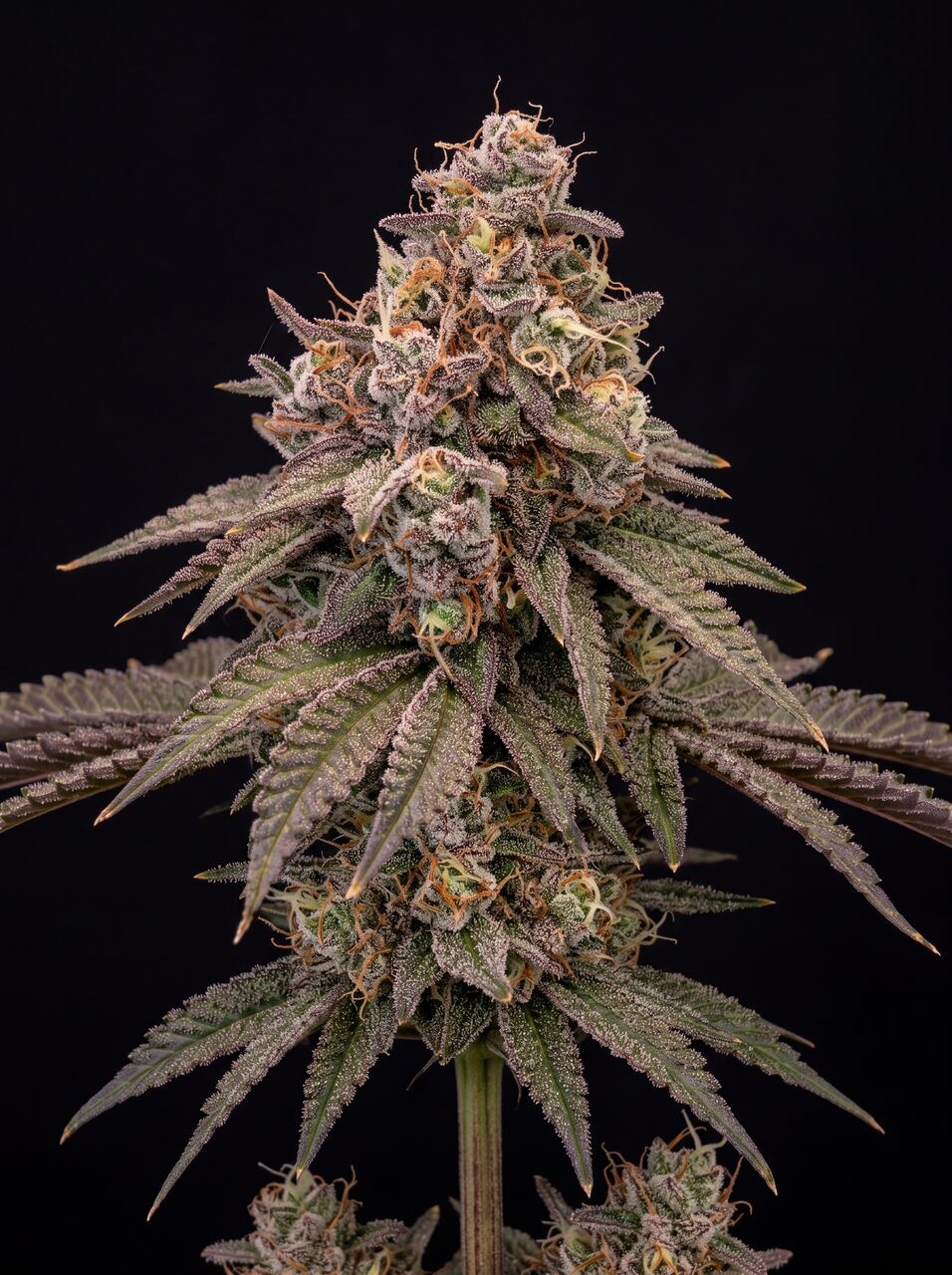 Gelato 41 x Vanilla Frosting Seeds