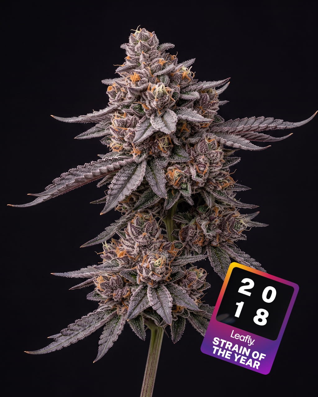 Gelato Seeds