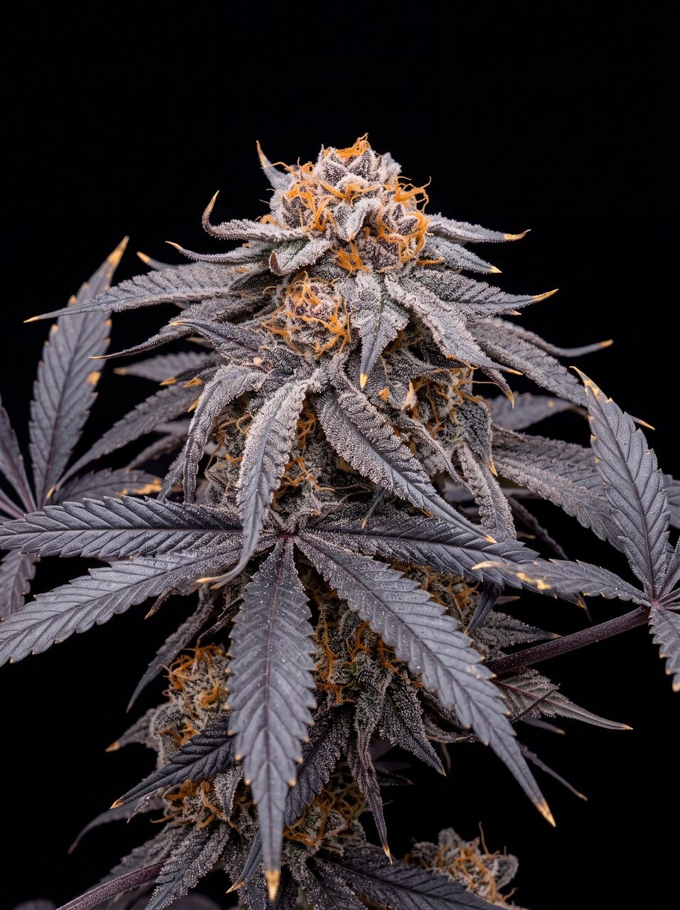 Godfather OG Seeds