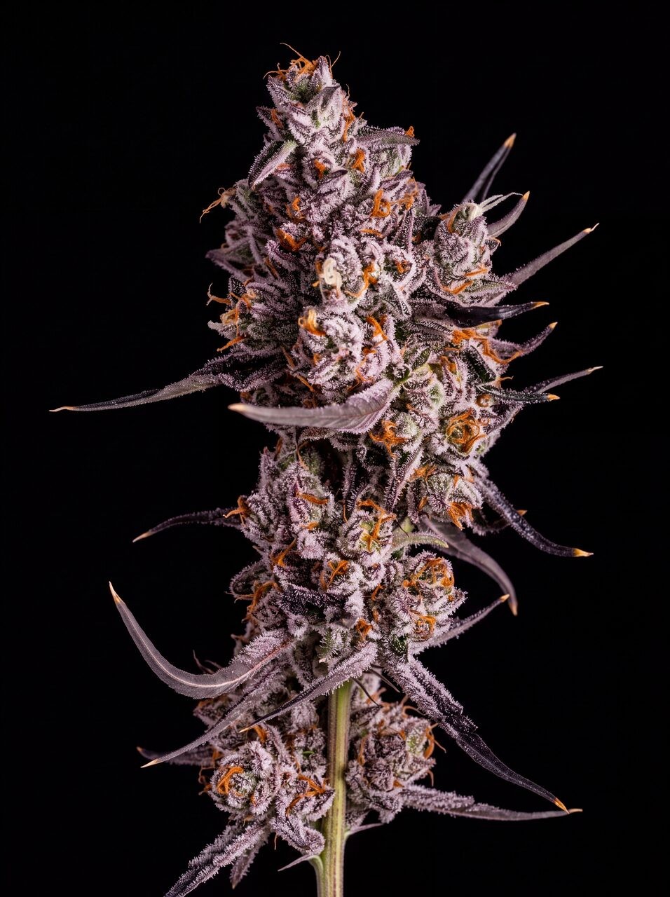 Granddaddy Purple Seeds