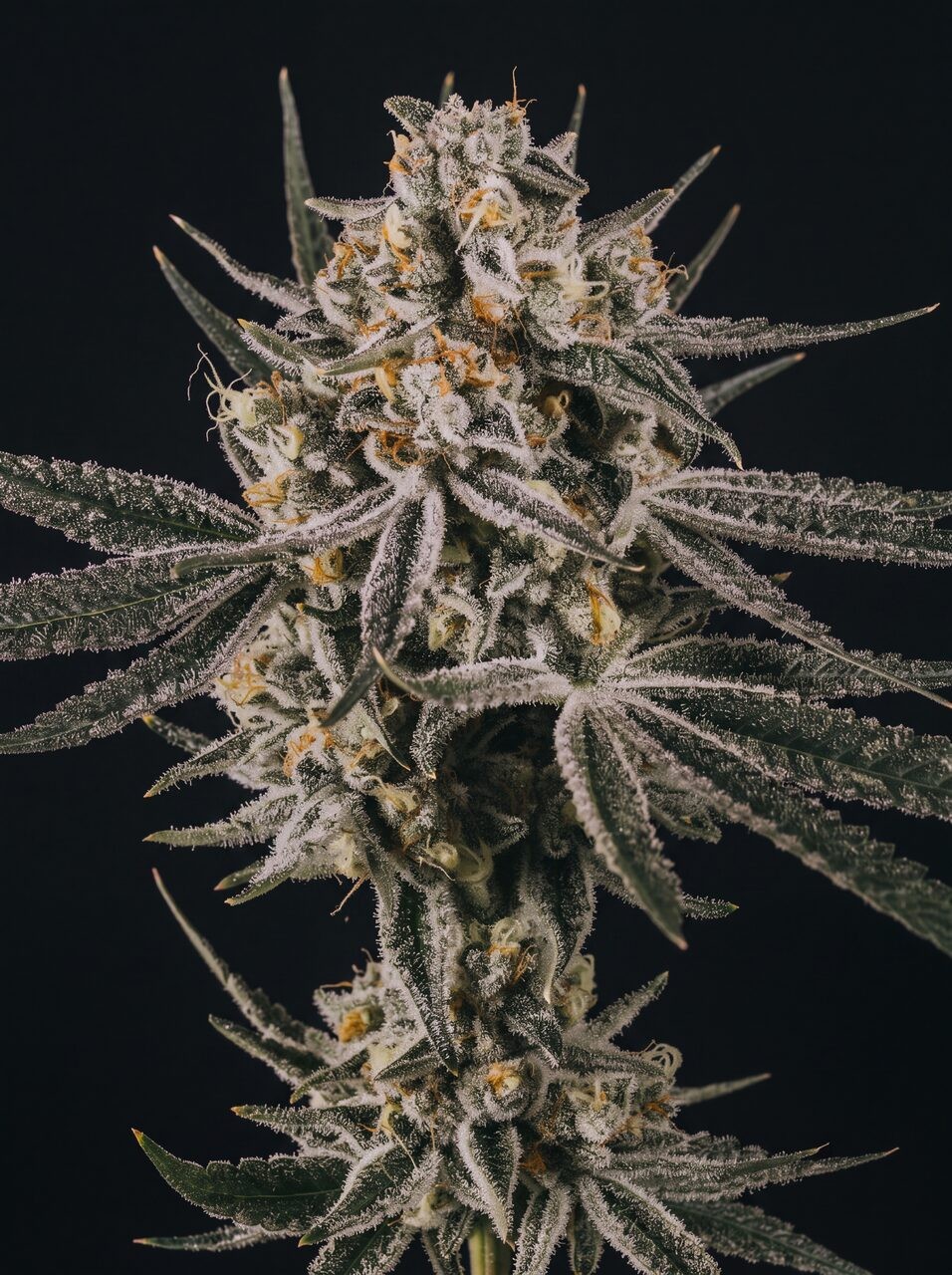 Grape Octane Seeds