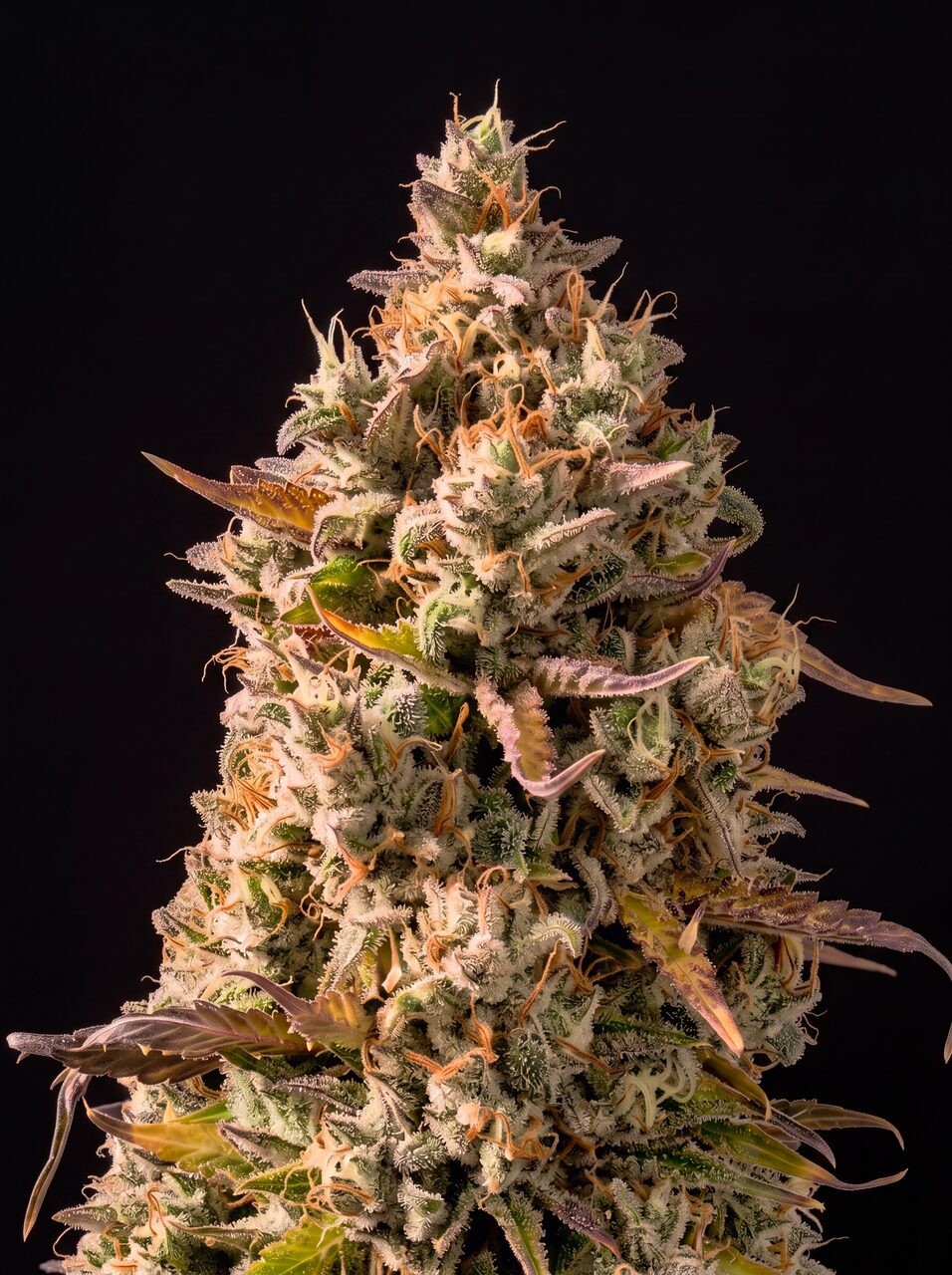 Grapericot Pie Seeds