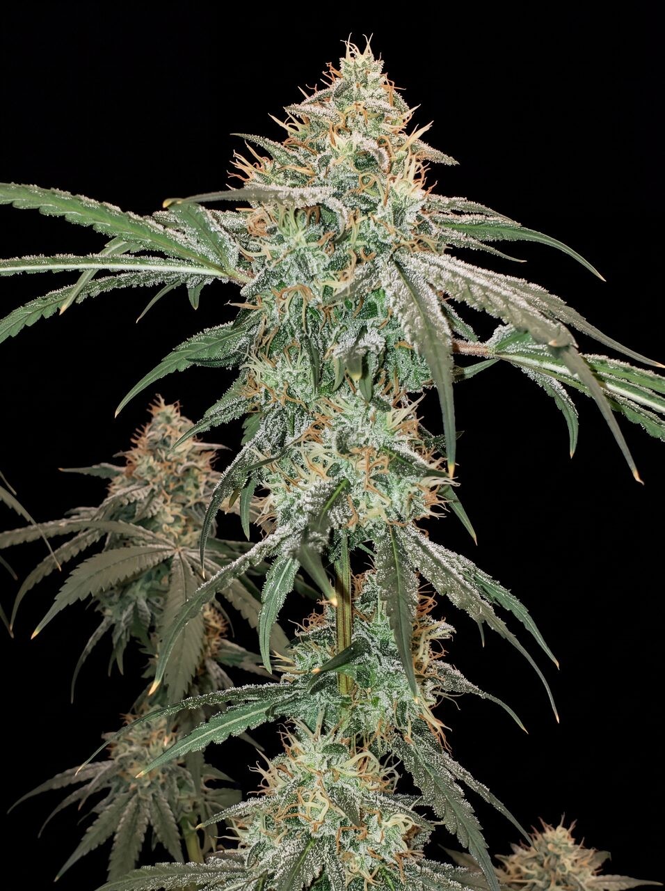 Gushers Seeds