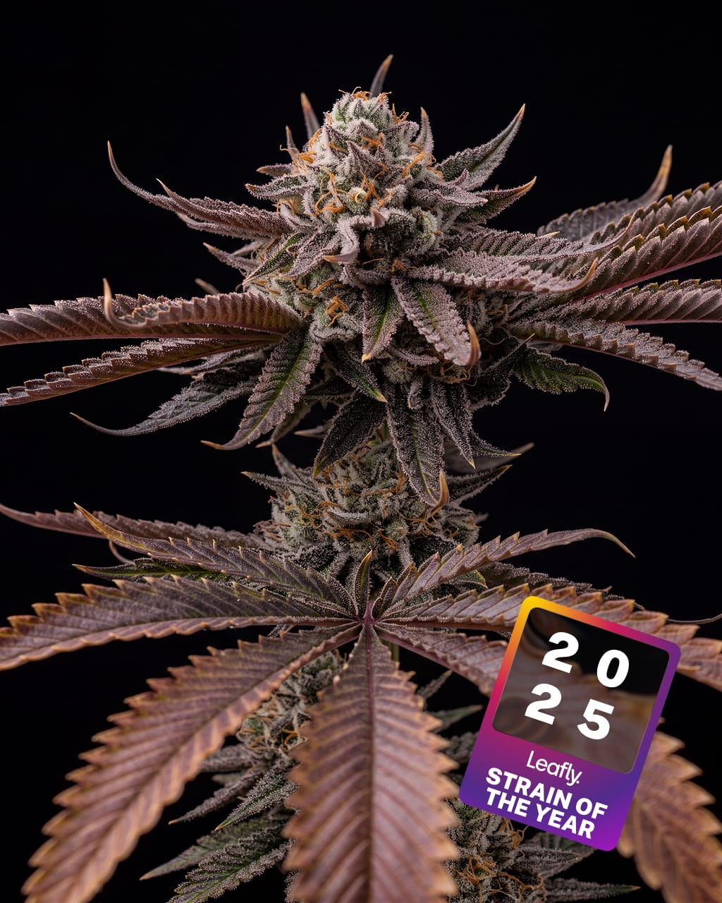 Hash Burger Seeds
