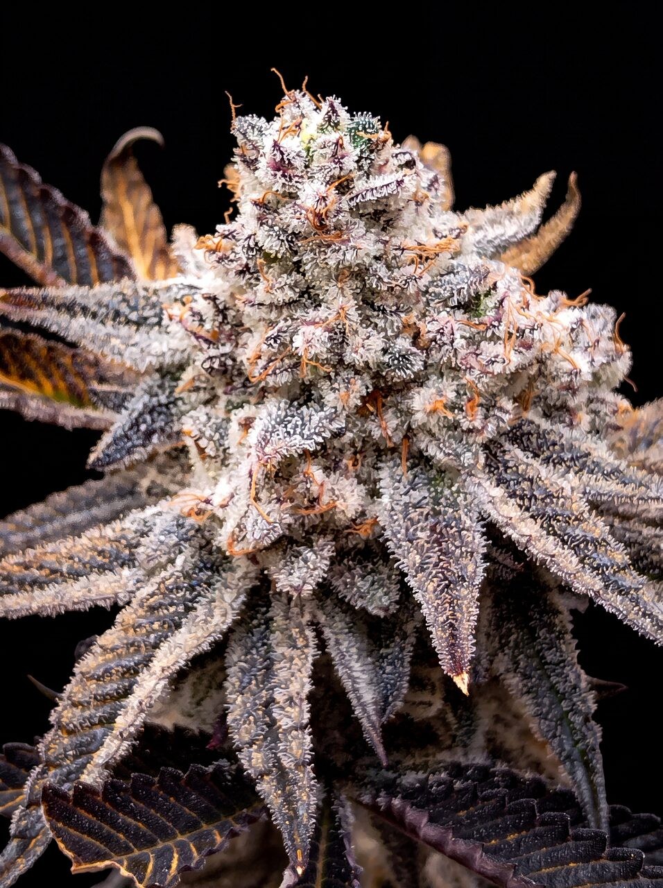 Ice Cream Cake X RS11 Seeds