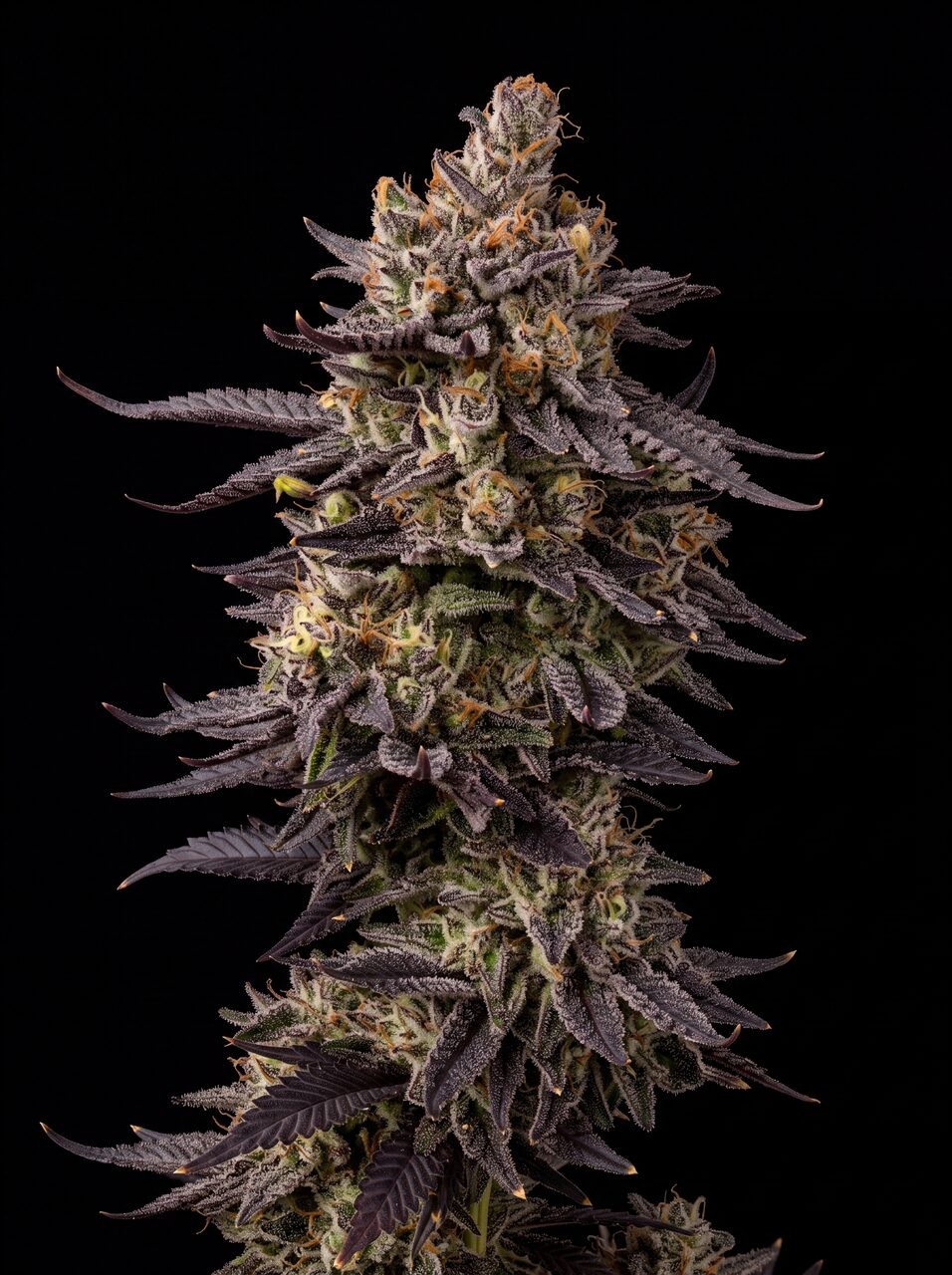 Jealousy Glue Seeds