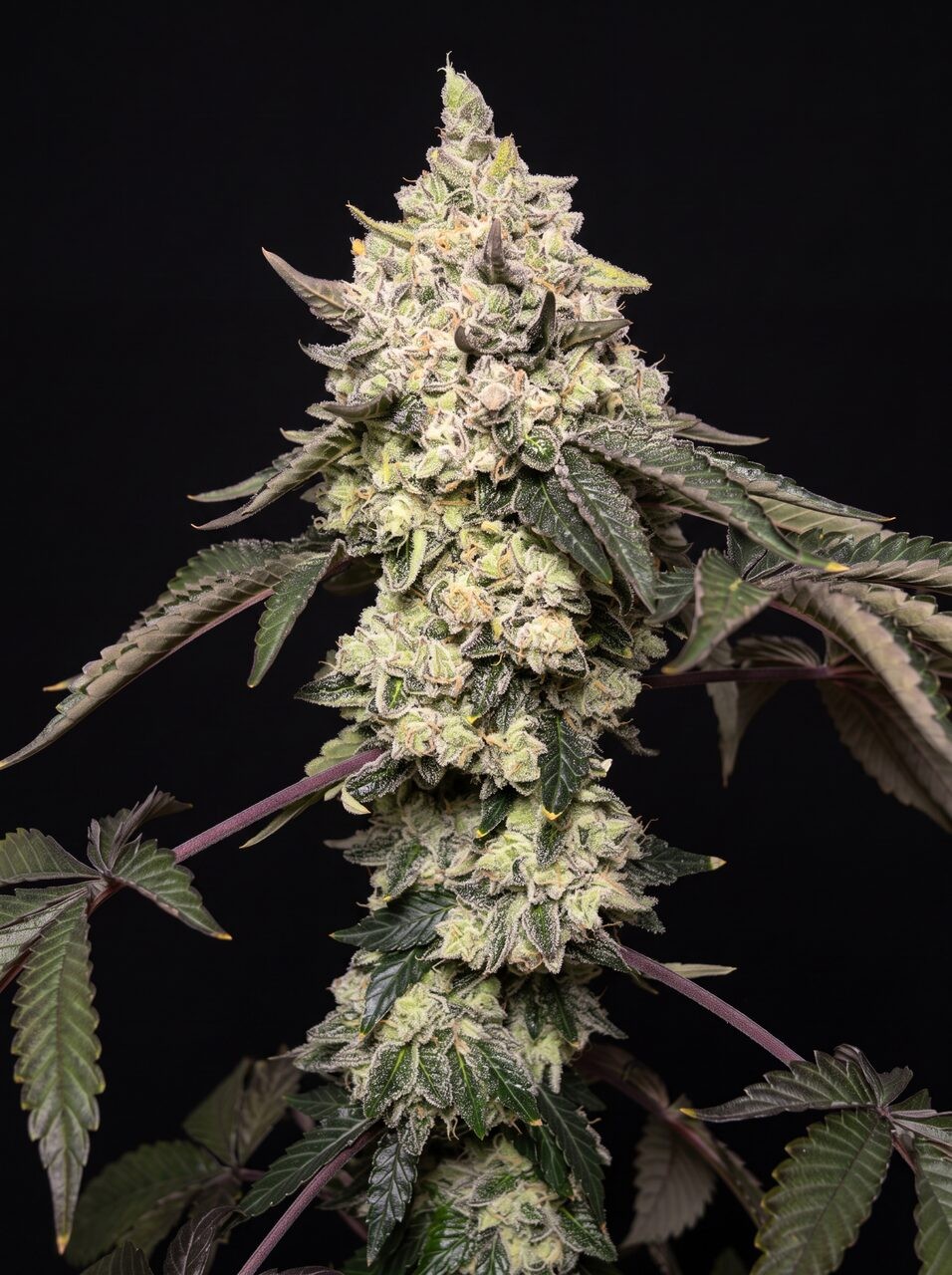 LA Kush Cake Seeds