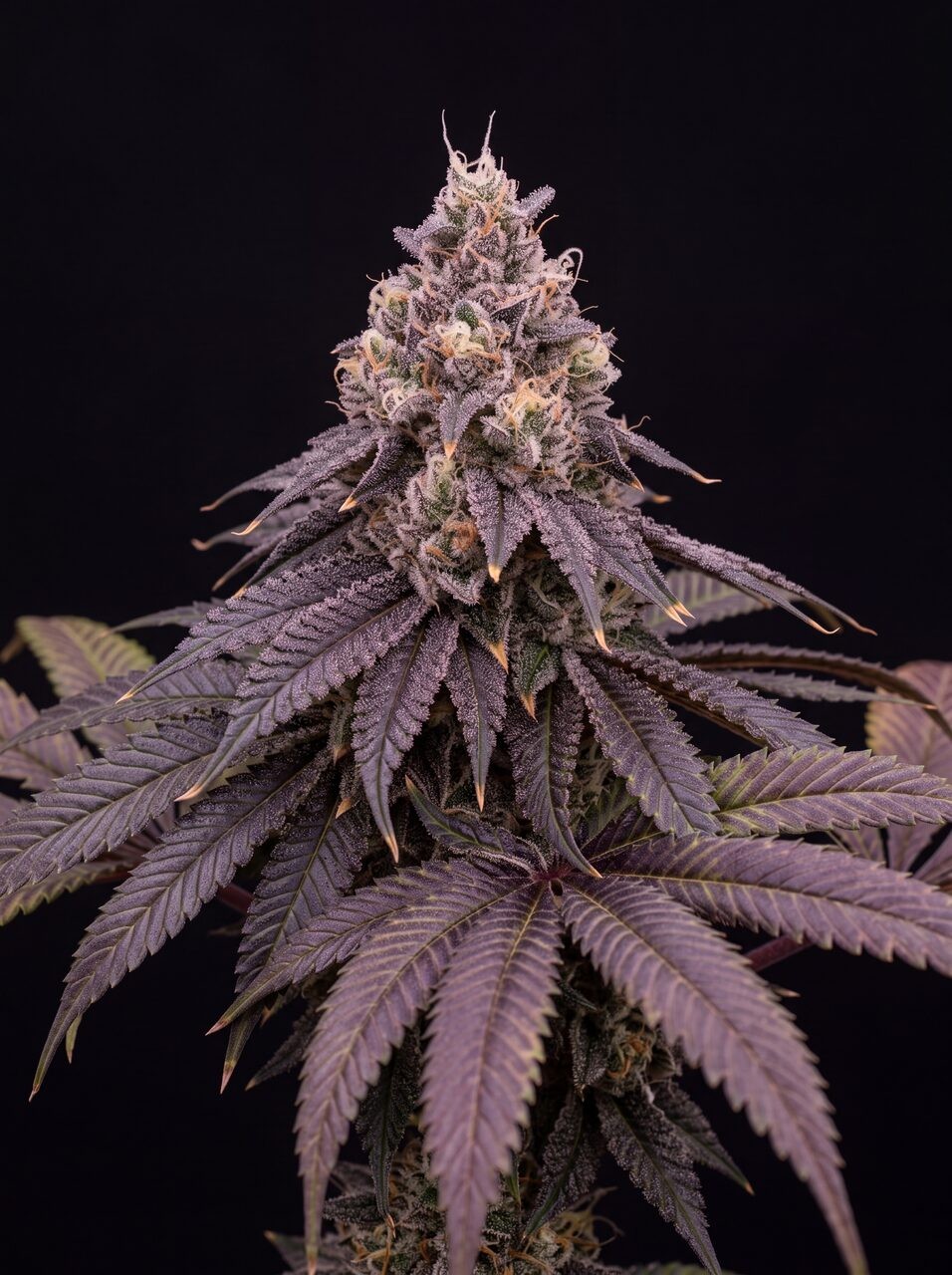 Larry Bird Seeds