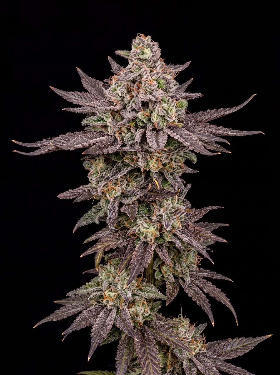 Lemon Cherry Gelato Seeds