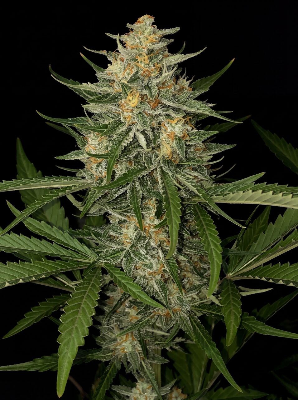 Lemon Haze Autoflower Seeds