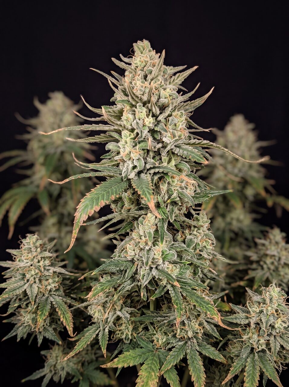 Lowryder Autoflower Seeds