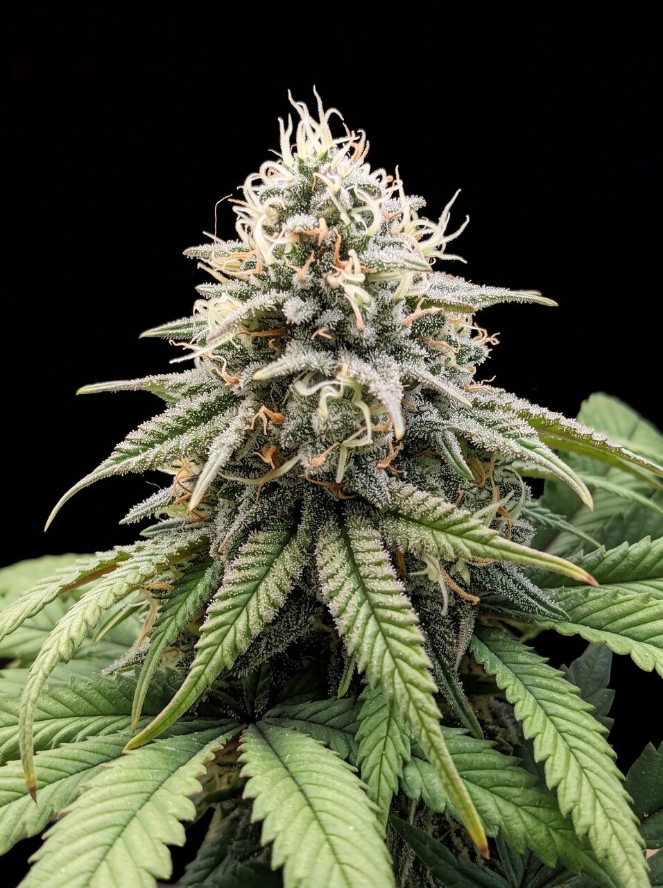 OG Kush Fast Version Seeds