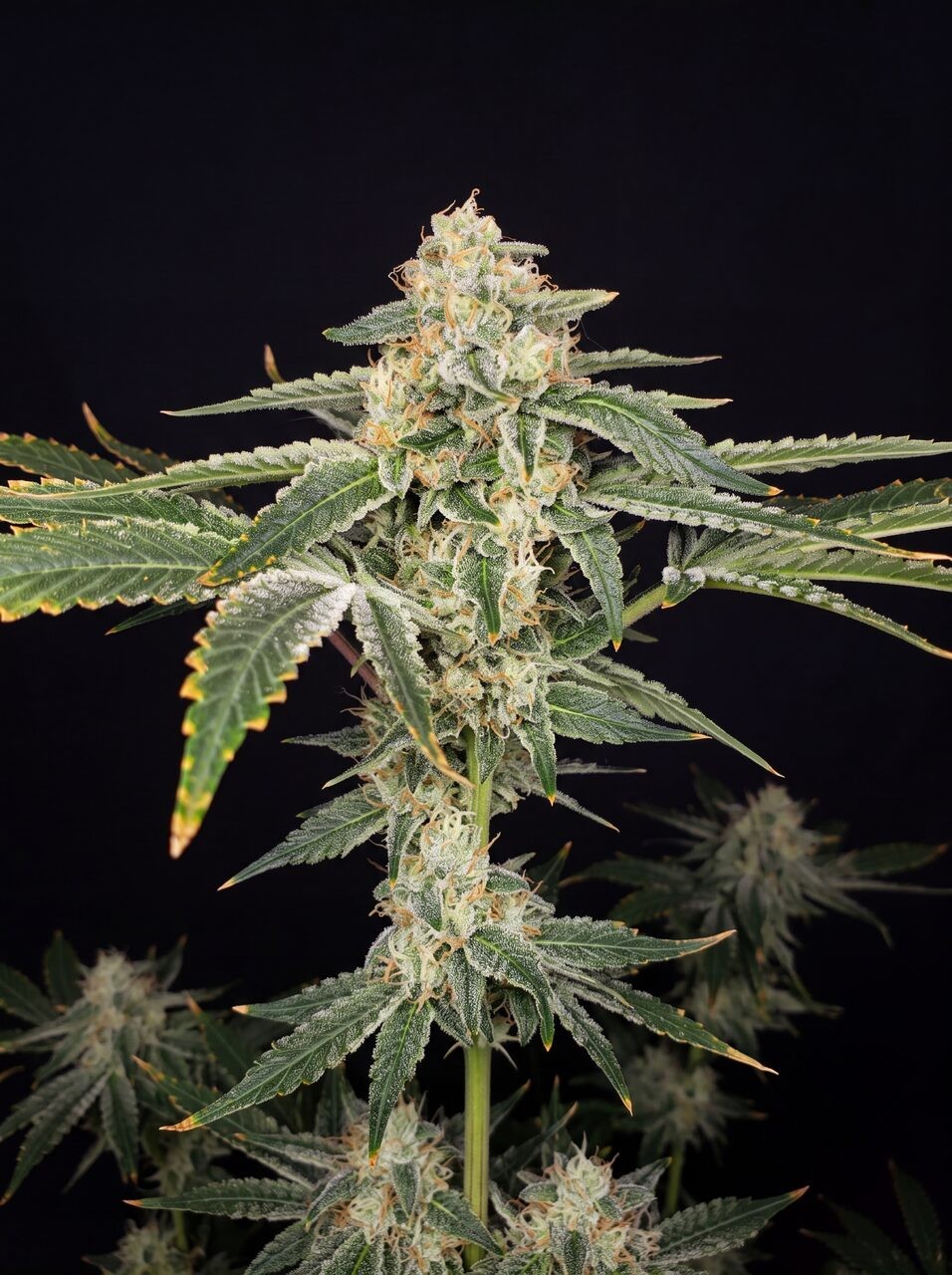 Pineapple Haze Seeds