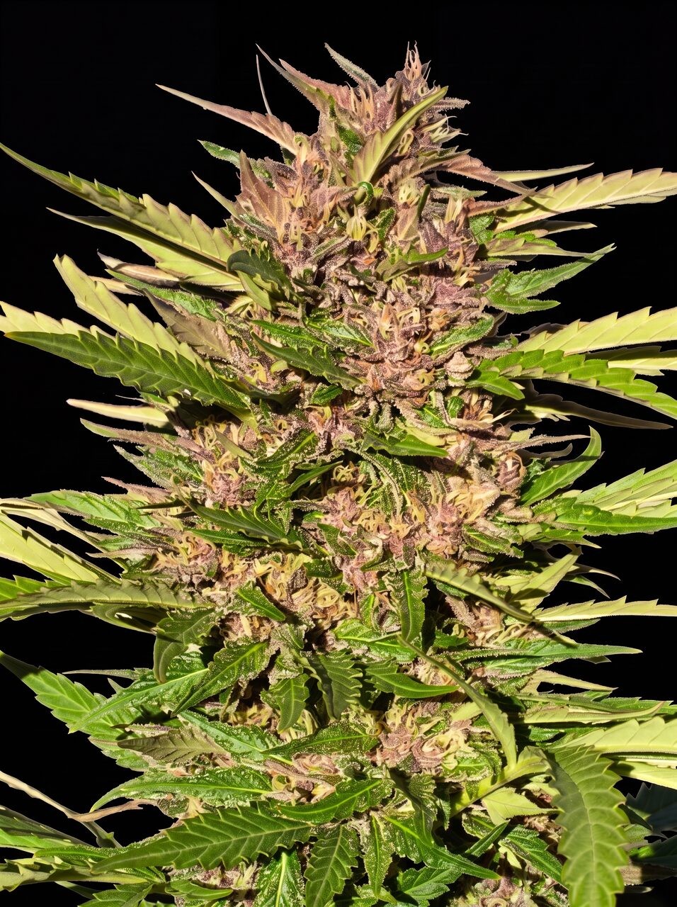 Pure Indica Seeds