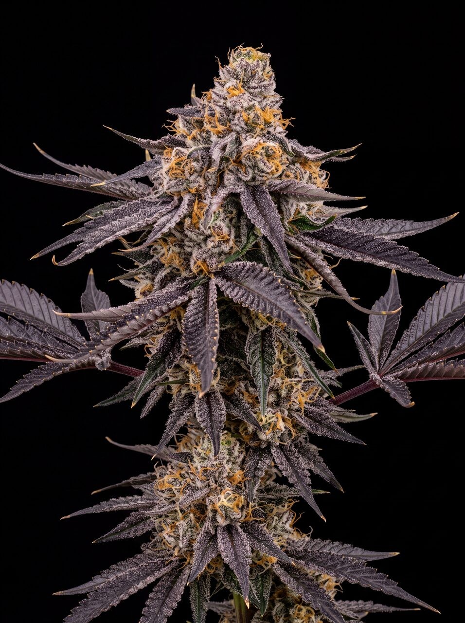 Purple Gelato Seeds