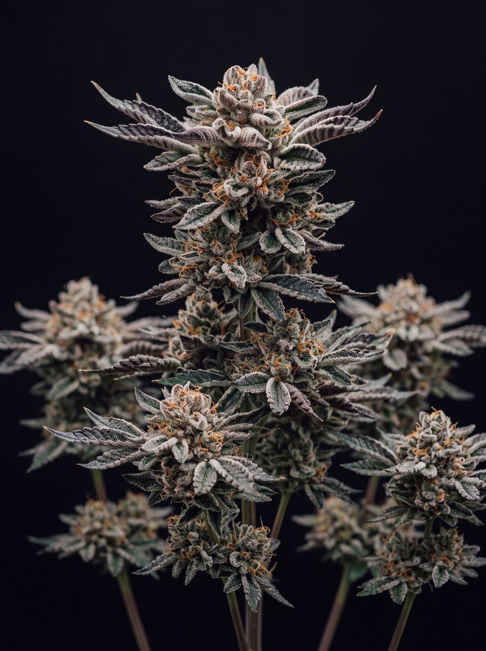 Rainbow Runtz Autoflower Seeds