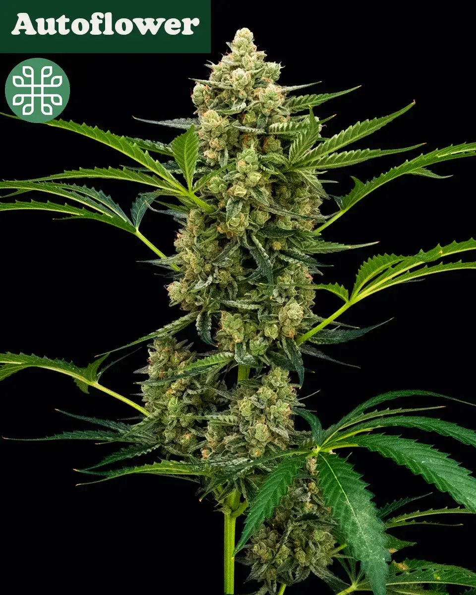Rocket Juice Auto Seeds