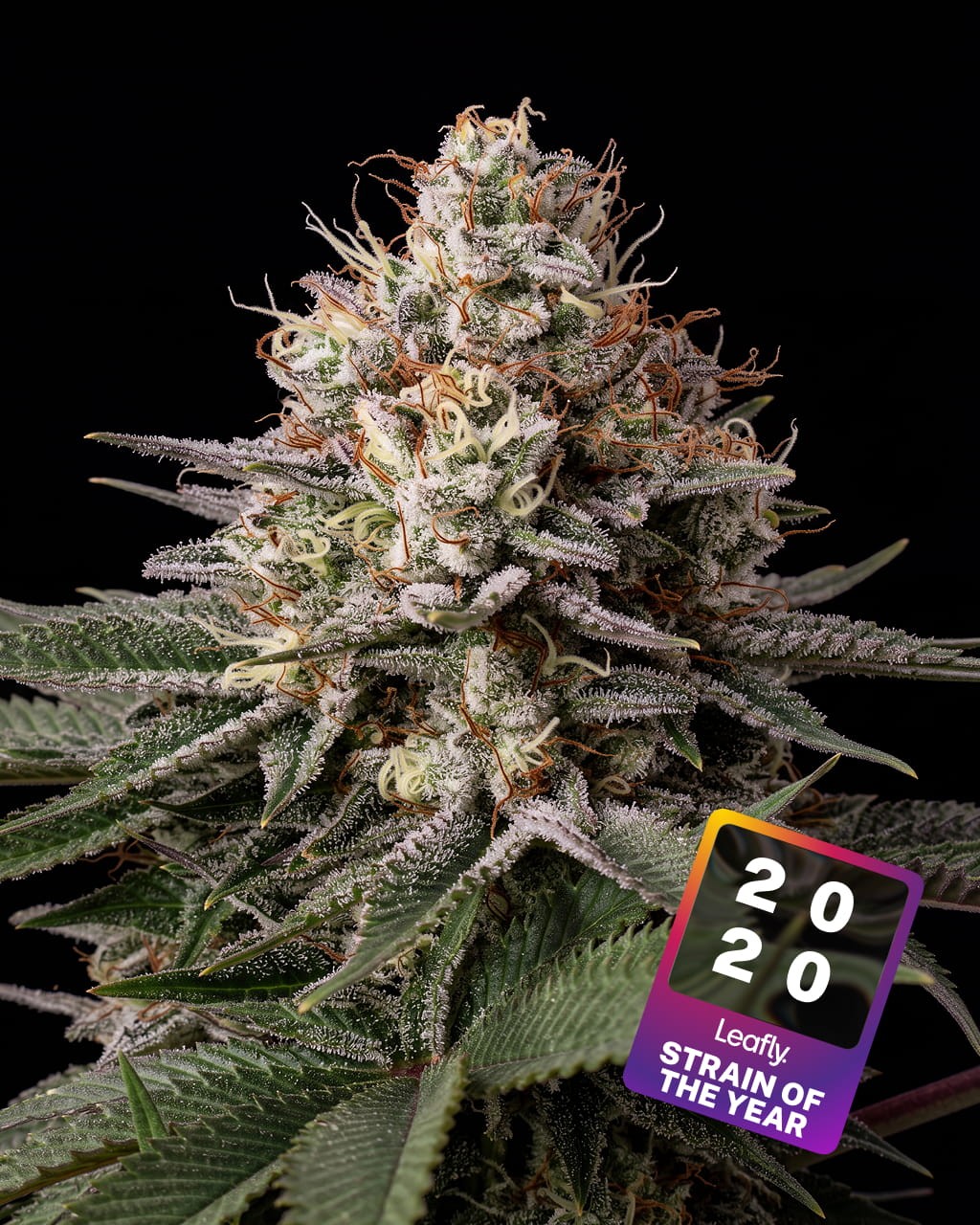 Runtz Seeds