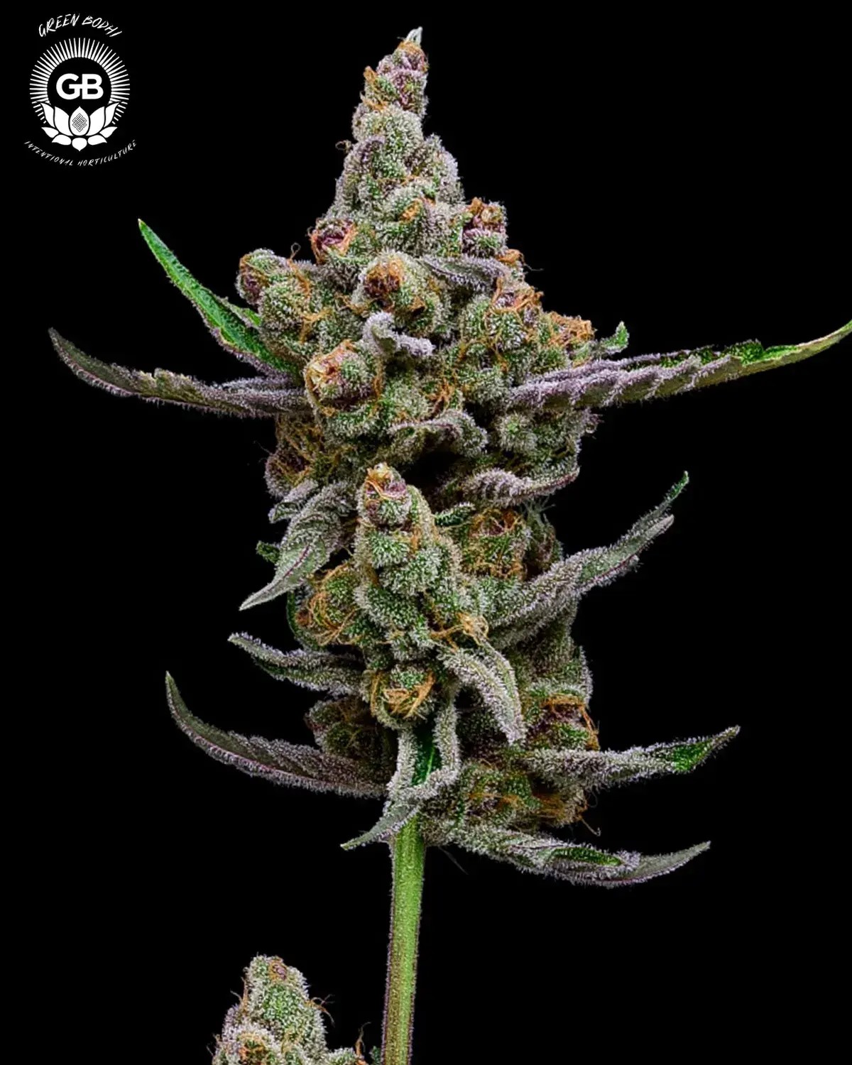 Sail Haten Seeds