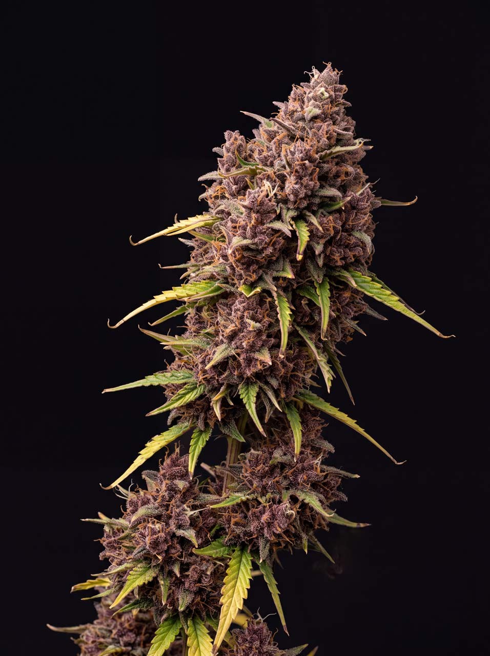 Snickerdoodle Seeds
