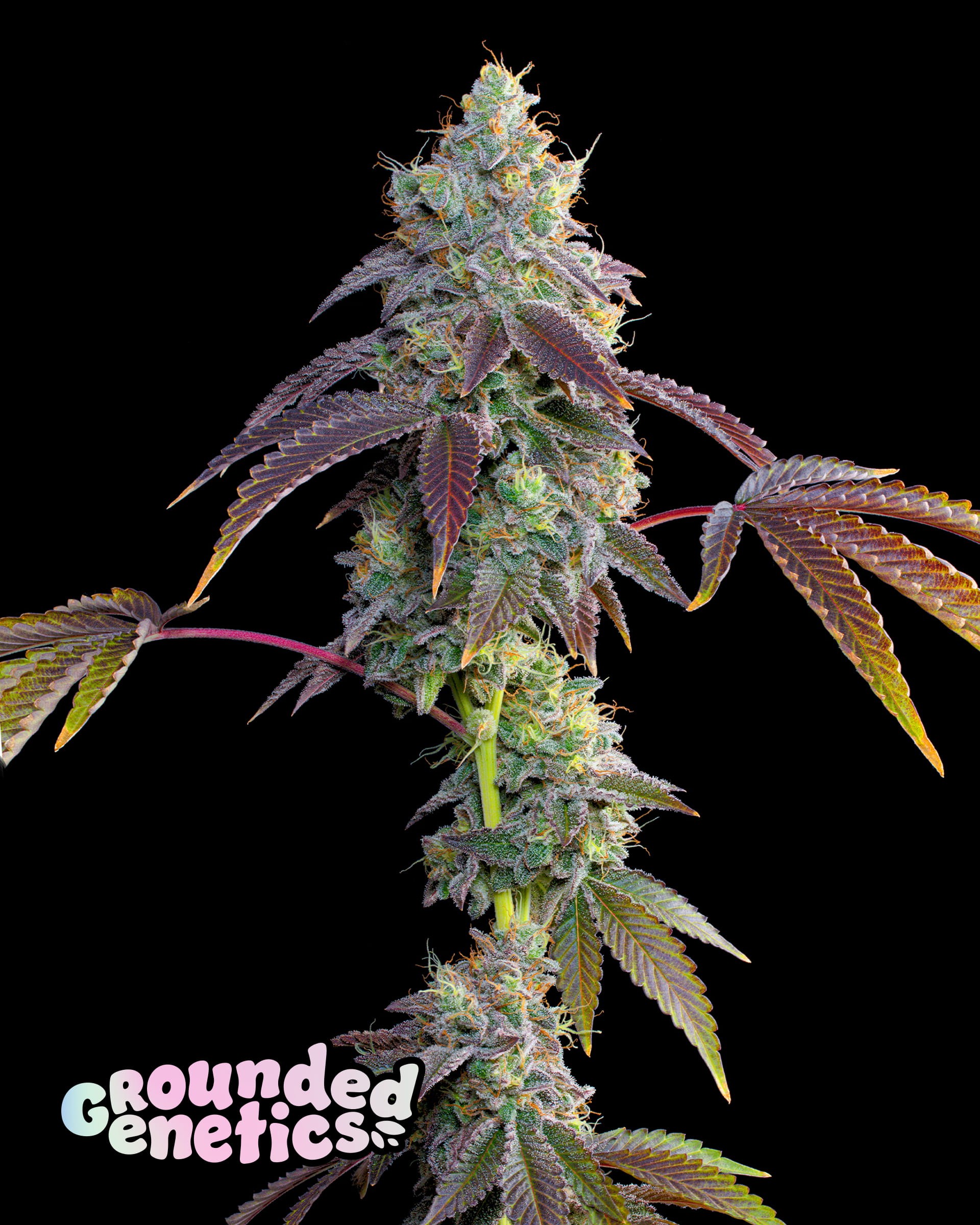 Strawberry Gummies Seeds