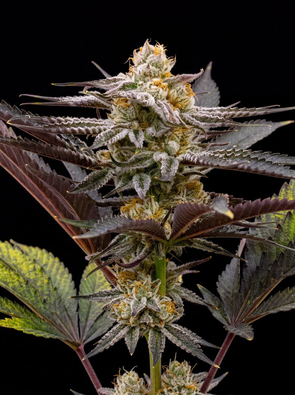 Sugar Black Rose Seeds