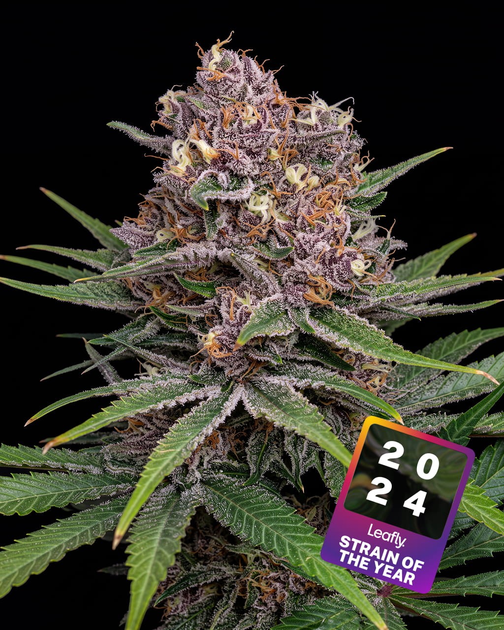 Super Boof Seeds