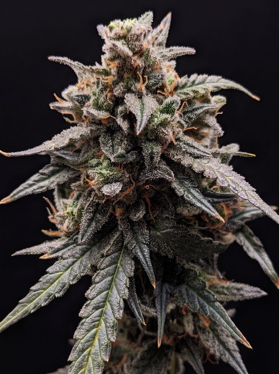 Sweet Tooth Seeds