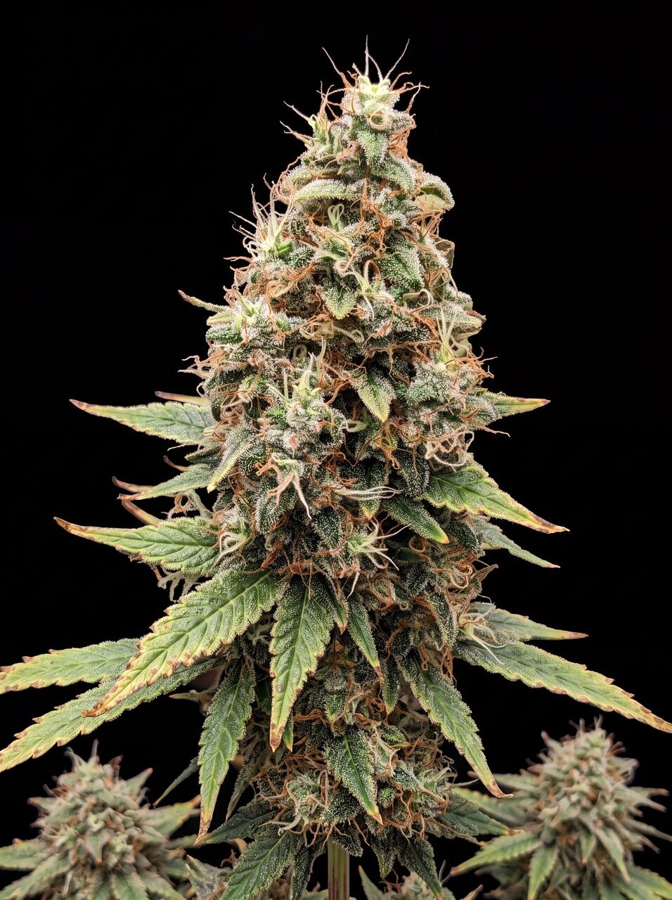 Tangie Seeds