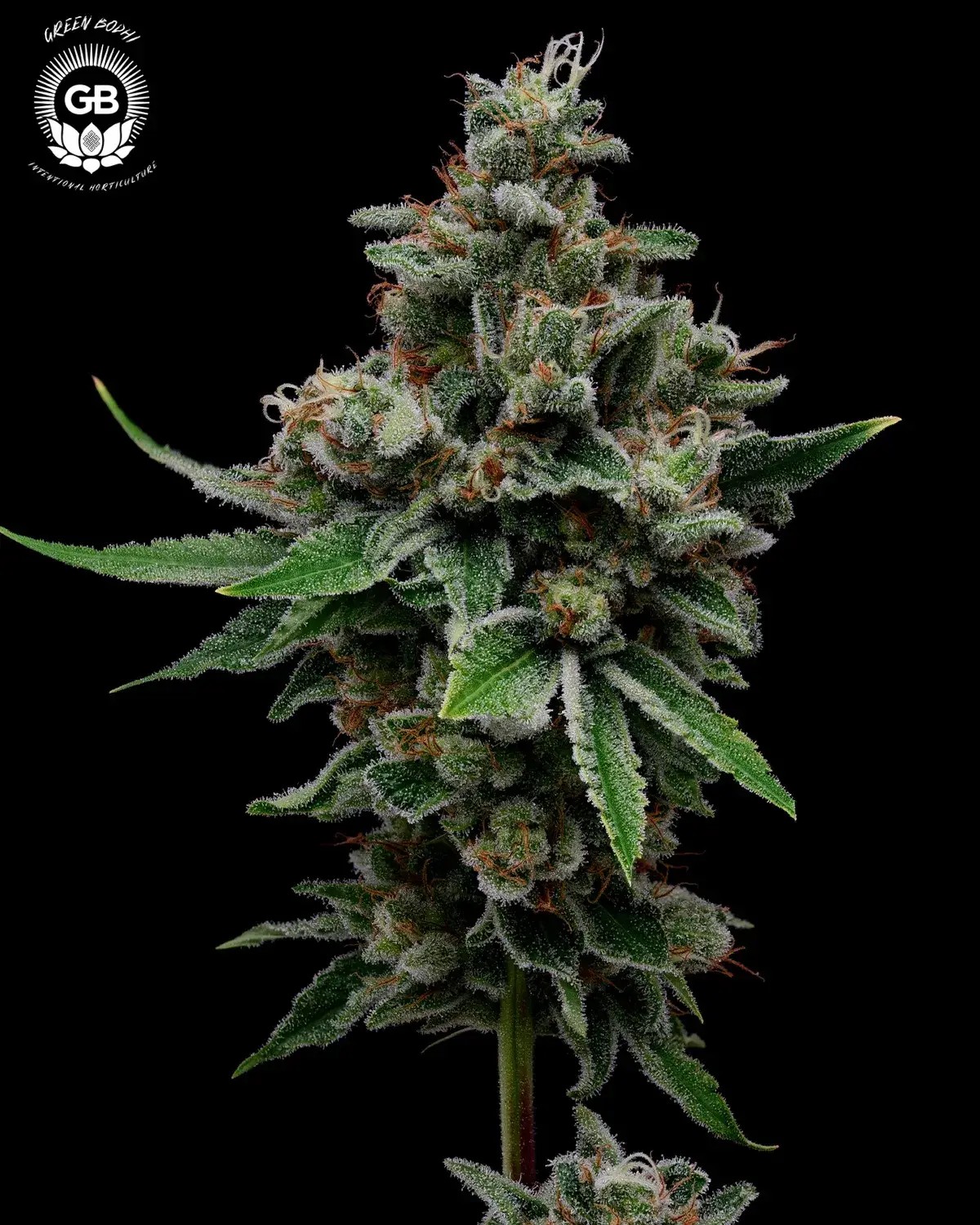 Tenzin Haze Seeds