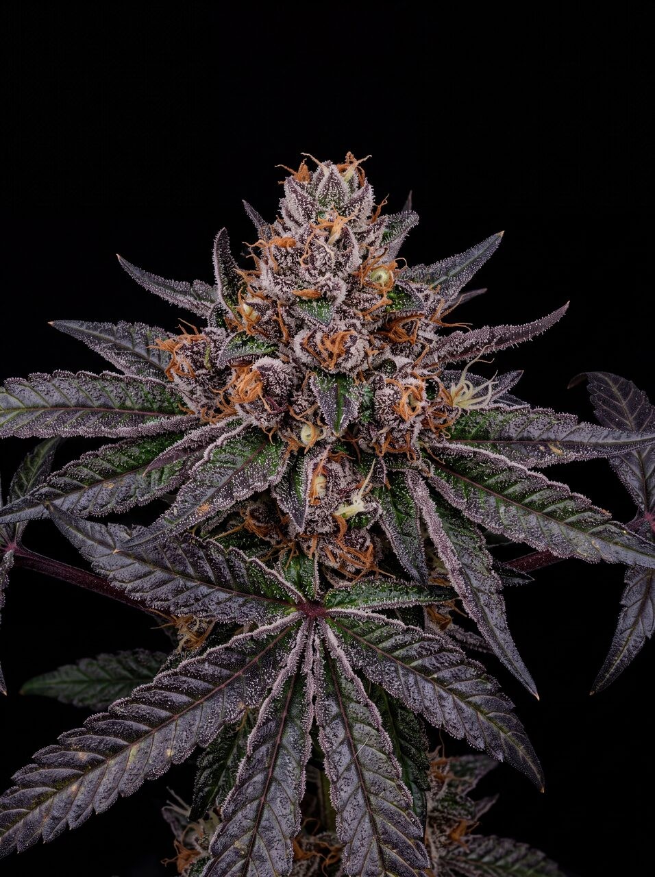 Tropicana Cookies Seeds