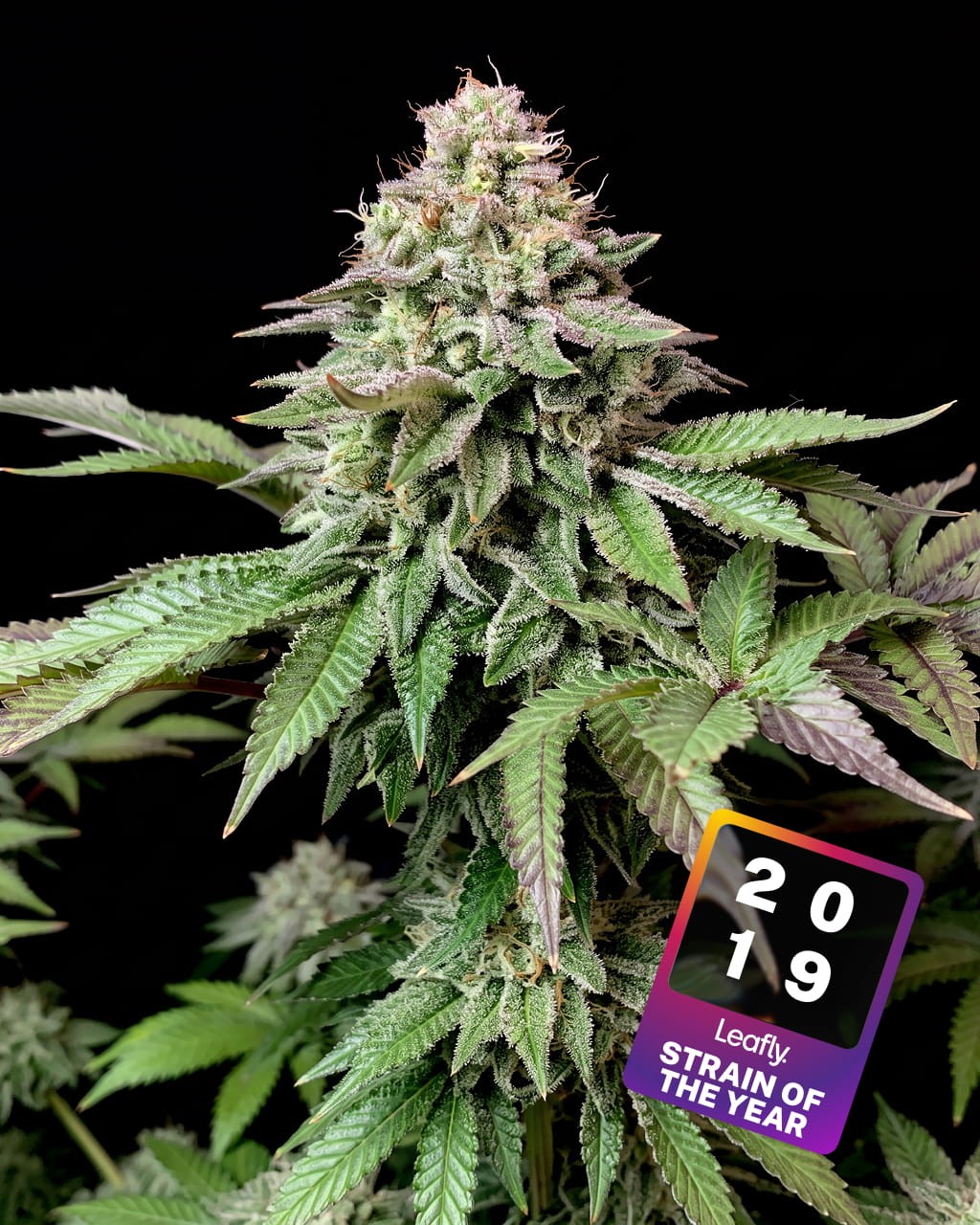 Wedding Cake Seeds