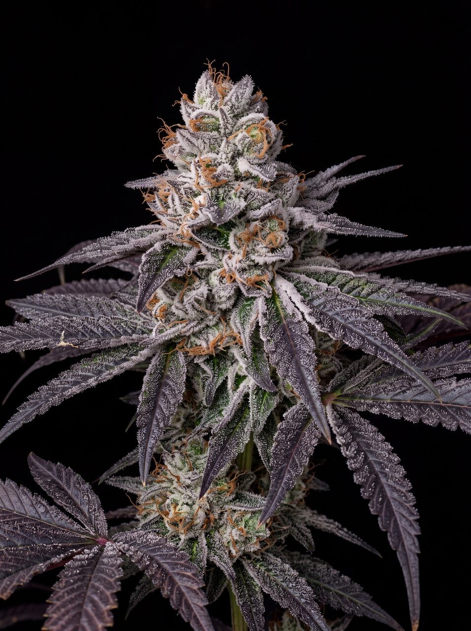 White Runtz Seeds