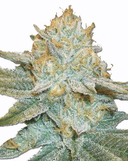 AK47 Autoflower Seeds