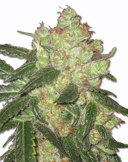 AK47 Regular Seeds