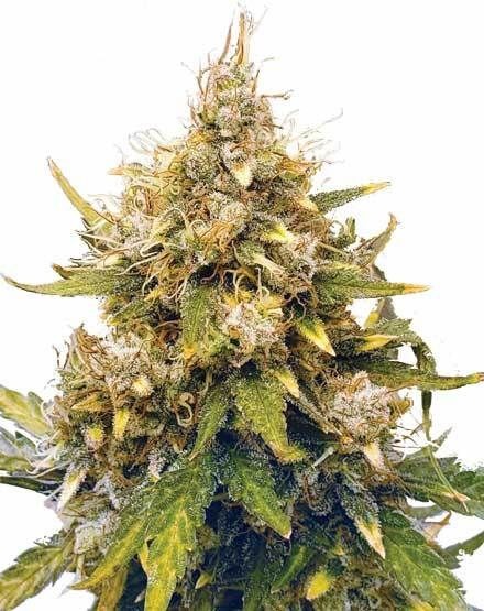 Acapulco Gold Autoflower Seeds