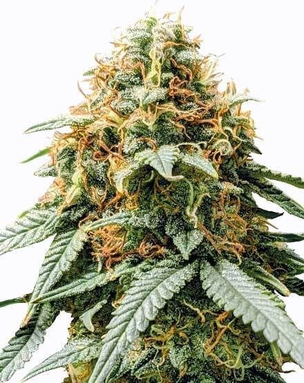 Acapulco Gold Feminized Seeds