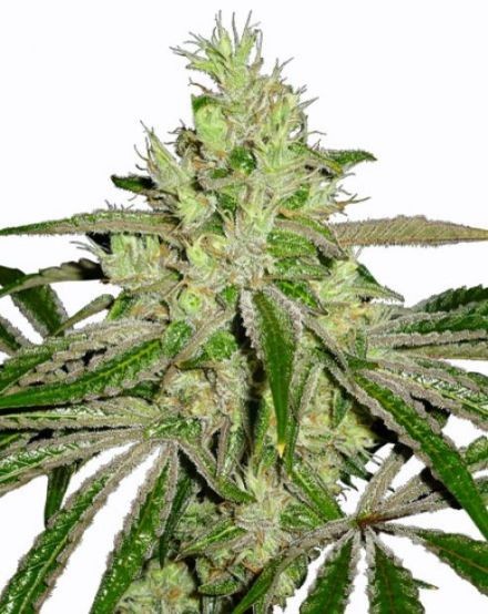 Afghan Regular Seeds