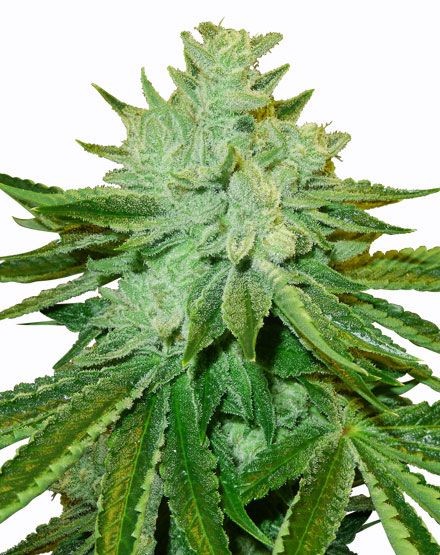 Afgoo Feminized Seeds