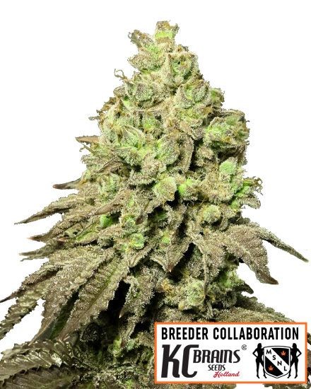 Alien Mango Cookies Feminized Seeds