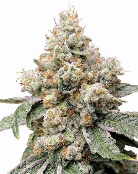 Alien OG Feminized Seeds