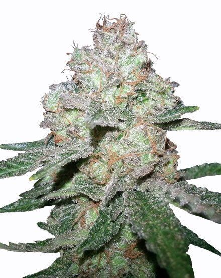 Amnesia Fast Flowering Seeds