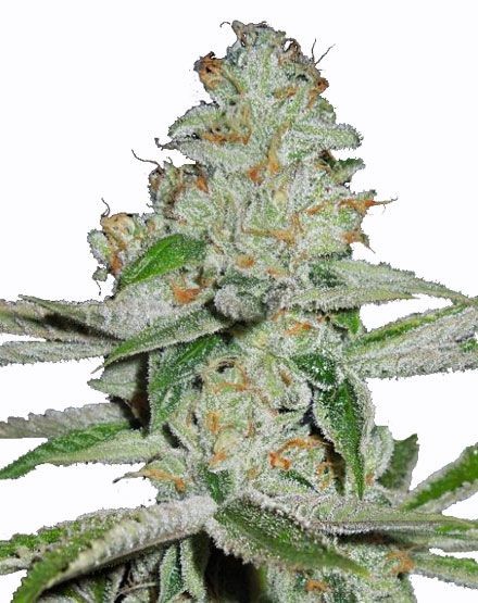 Amnesia Haze Autoflower Seeds