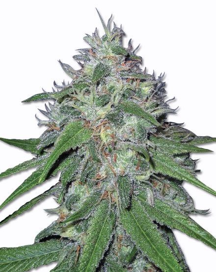 Amnesia Haze Feminized Seeds