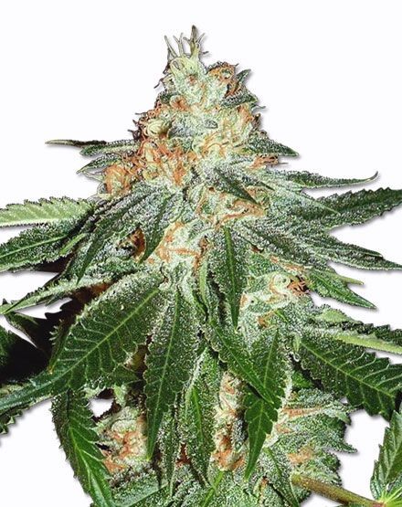 Amsterdam Haze Feminized Seeds